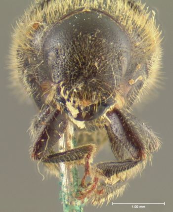 Media type: image;   Entomology 980 Aspect: head frontal view